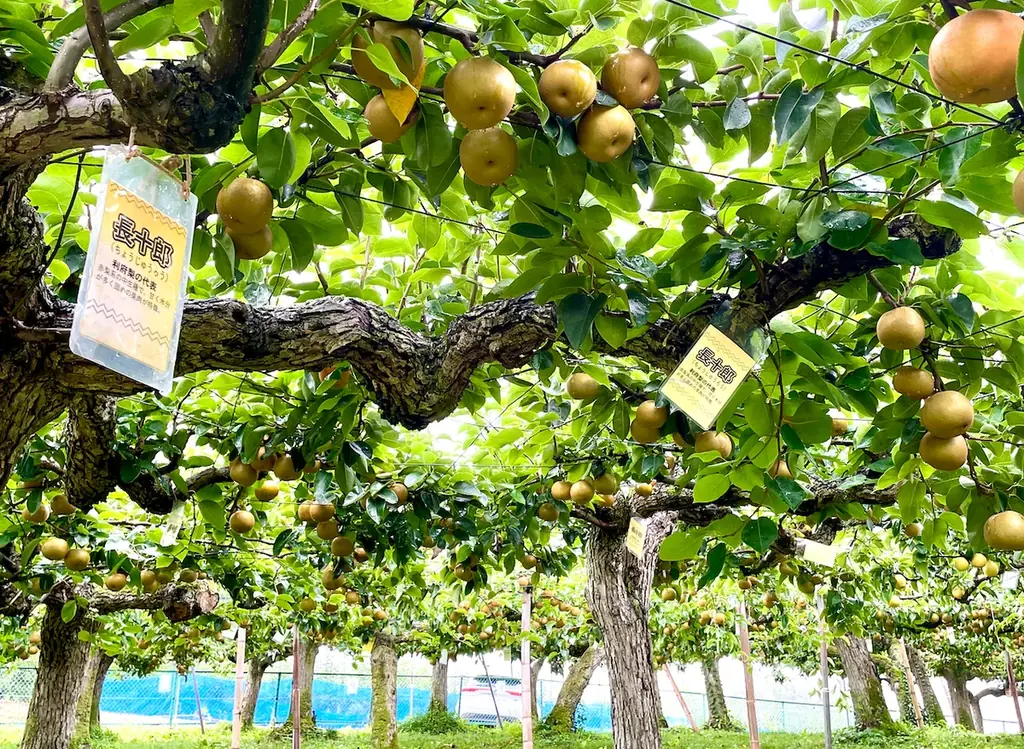 利府梨を「採る・食べる・飲む」2日間。 利府の丘果樹園×Sunny Apricot、 9月19日・20日に初のコラボイベント開催 画像 3
