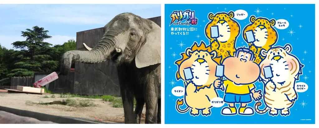 ガリガリ君シリーズの中でも人気の味がさらに濃くなって新登場！「ガリガリ君濃い白いサ ワー」2026年9月15日（火）より全国発売 画像 4