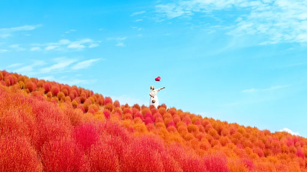 9月25日開催 箱館山で中秋の名月と紅葉コキア