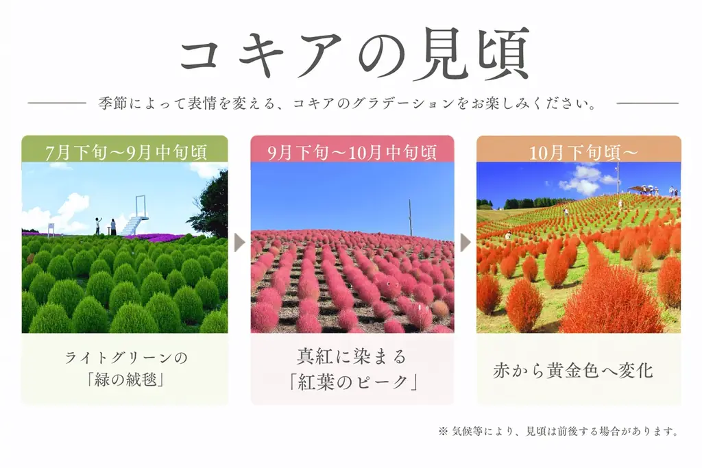 【秋を満喫】“秋色に染まる天空のお花畑”と幻想的な夜を楽しむ！びわこ箱館山で 中秋の名月・ハロウィンパフェ・ランタンイベントを多数開催 画像 4