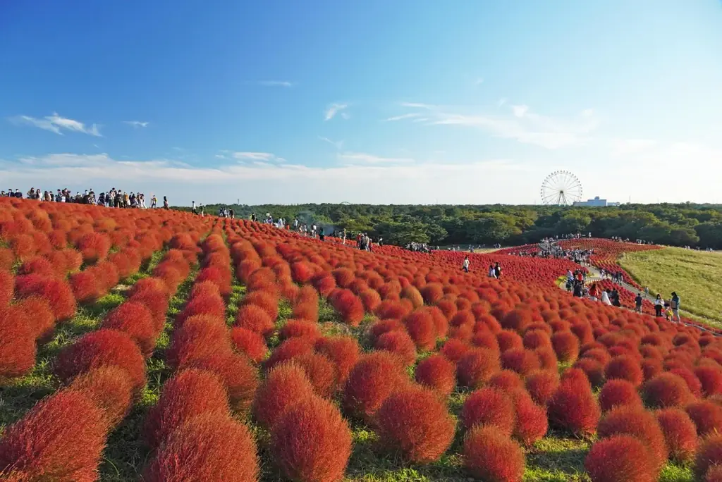 【2026年秋】特急「絶景赤コキア号」で国営ひたち海浜公園へ！コキアやコスモス、那珂湊グルメも満喫 画像 14