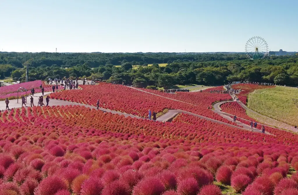 【2026年秋】特急「絶景赤コキア号」で国営ひたち海浜公園へ！コキアやコスモス、那珂湊グルメも満喫 画像 3