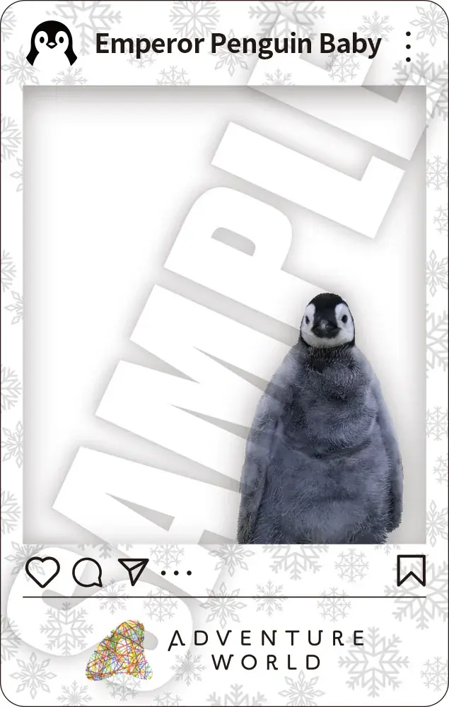 パンダ＆ペンギンの「推し活」を楽しむPOP-UP STOREイベント「パンダ＆ペンギンファンフェスタ！in マルイファミリー溝口 with アドベンチャーワールド推し活POP-UP STORE」開催！ 画像 13