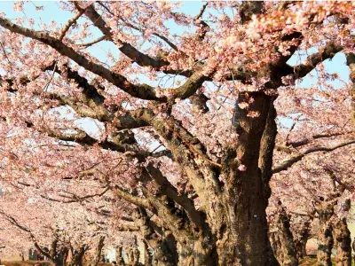 【北海道／函館】望楼NOGUCHI函館、2027年4月20日の営業再開に向け宿泊予約の受付を開始 画像 4
