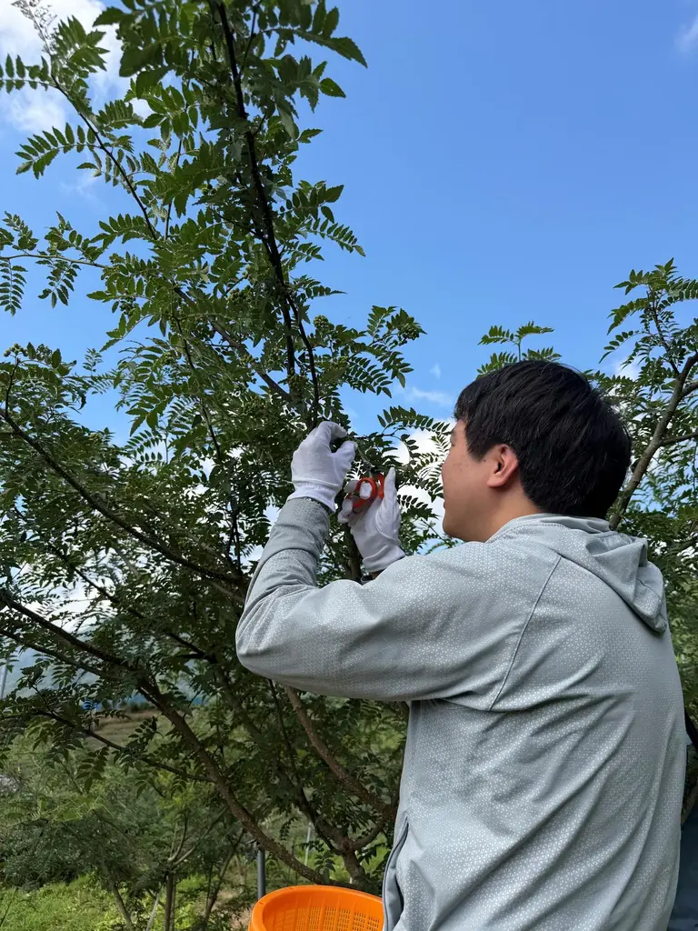 宮崎県・熊本県で産地を作り上げる、山椒の「産地形成プロジェクト」始動2年目！2027年の山椒製品本格販売を目指し、ハウス食品公式通販サイト「ミライハウス」で「旬摘み 高千穂郷山椒」のテスト販売を実施 画像 5