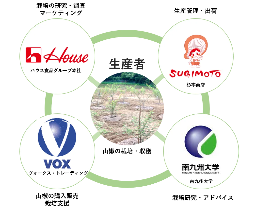 宮崎県・熊本県で産地を作り上げる、山椒の「産地形成プロジェクト」始動2年目！2027年の山椒製品本格販売を目指し、ハウス食品公式通販サイト「ミライハウス」で「旬摘み 高千穂郷山椒」のテスト販売を実施 画像 8