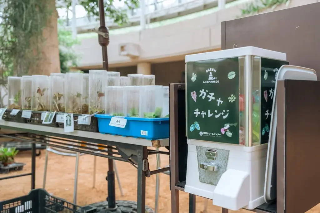 【海洋博公園】～県内外の植物専門店が沖縄に集結～GREEN CHAMPUROO -Vol.2-開催決定！ 画像 3