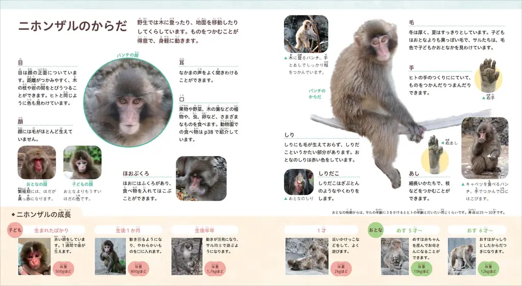 【初書籍化】ぬいぐるみが母親代わりの子ザル・パンチくんの書籍『がん ばれ パンチ　子ザルの成長物語』発売決定・予約開始 画像 4
