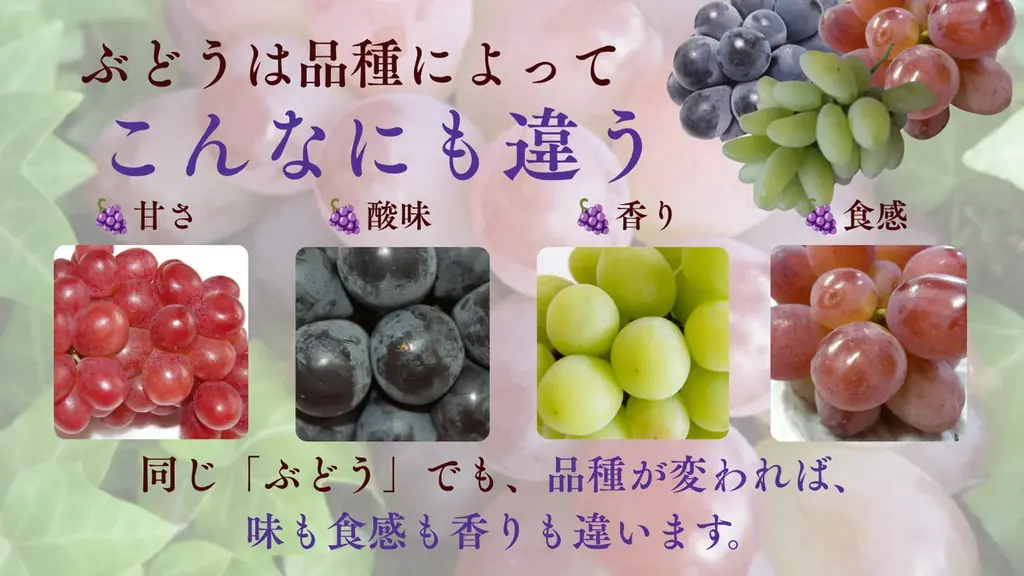 旬のぶどう10品種を一瓶に。味・香り・食感の違いを楽しむ『食べるぶどう辞典』2026年9月18日Makuake限定発売 画像 3
