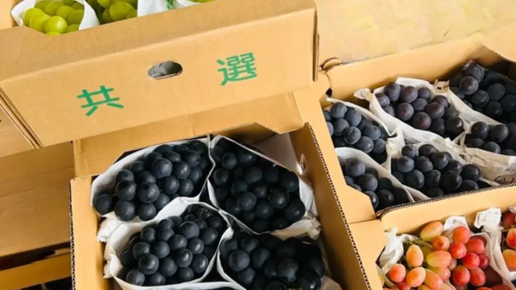 旬のぶどう10品種を一瓶に。味・香り・食感の違いを楽しむ『食べるぶどう辞典』2026年9月18日Makuake限定発売 画像 5