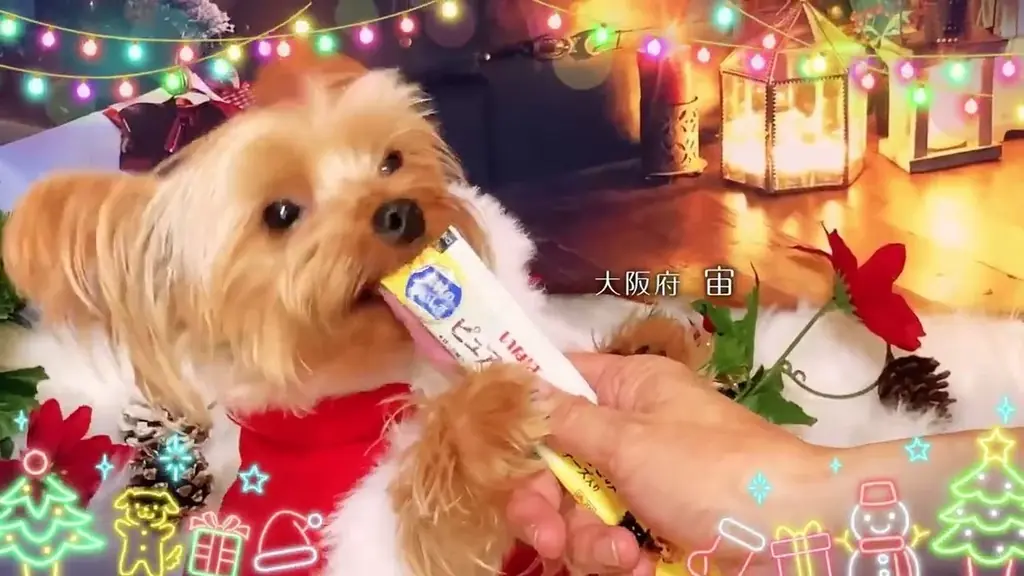ちゅ〜るCM動画募集
