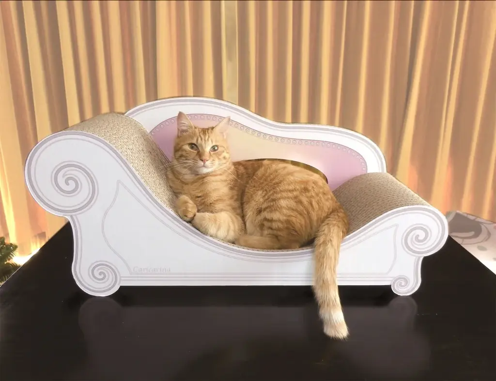 猫好きのためのふるさと納税「ねこふる」に館山市の返礼品が登場！ 画像 3