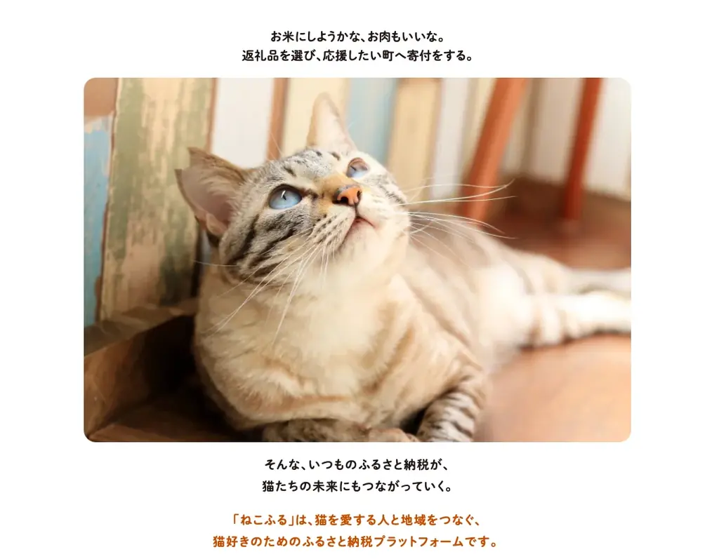 猫好きのためのふるさと納税「ねこふる」に館山市の返礼品が登場！ 画像 8