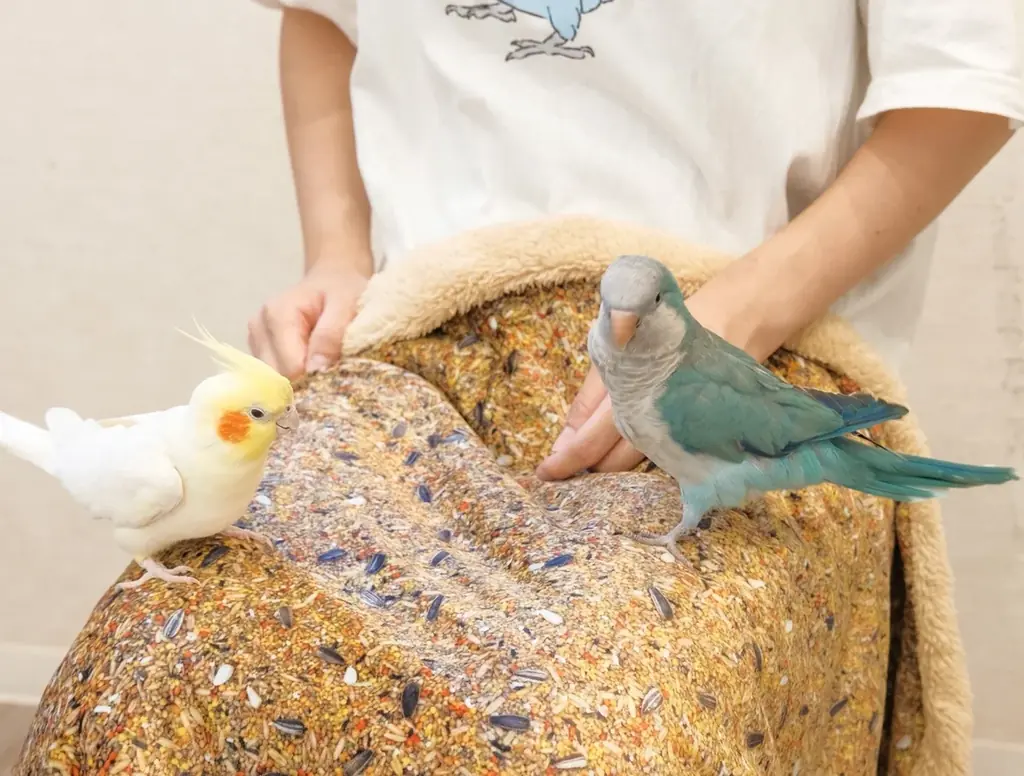 文鳥たちの学校生活が楽しめる『ふぃんち学園』開校！懐かしくてかわいい給食メニューが登場♪ 画像 10