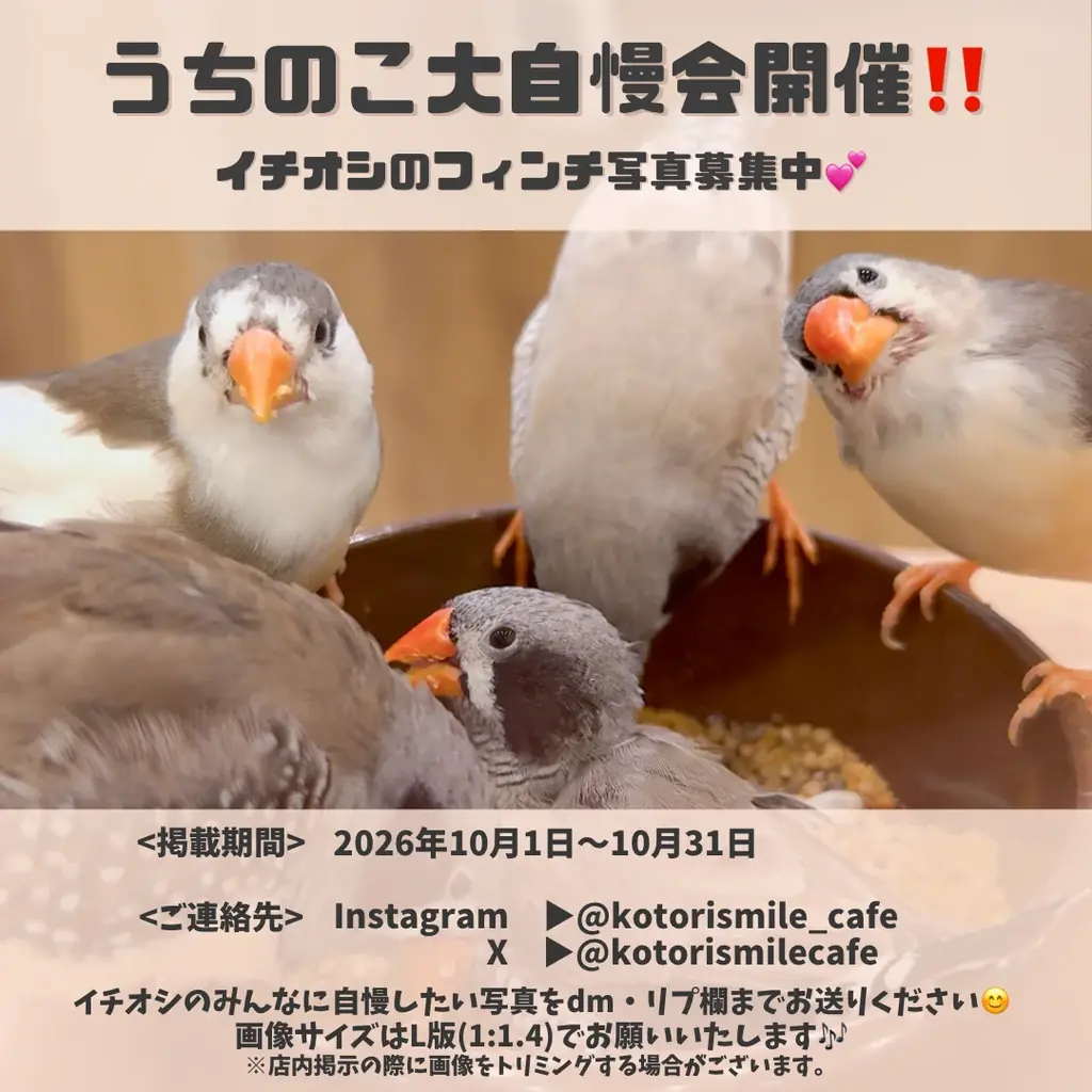 文鳥たちの学校生活が楽しめる『ふぃんち学園』開校！懐かしくてかわいい給食メニューが登場♪ 画像 9