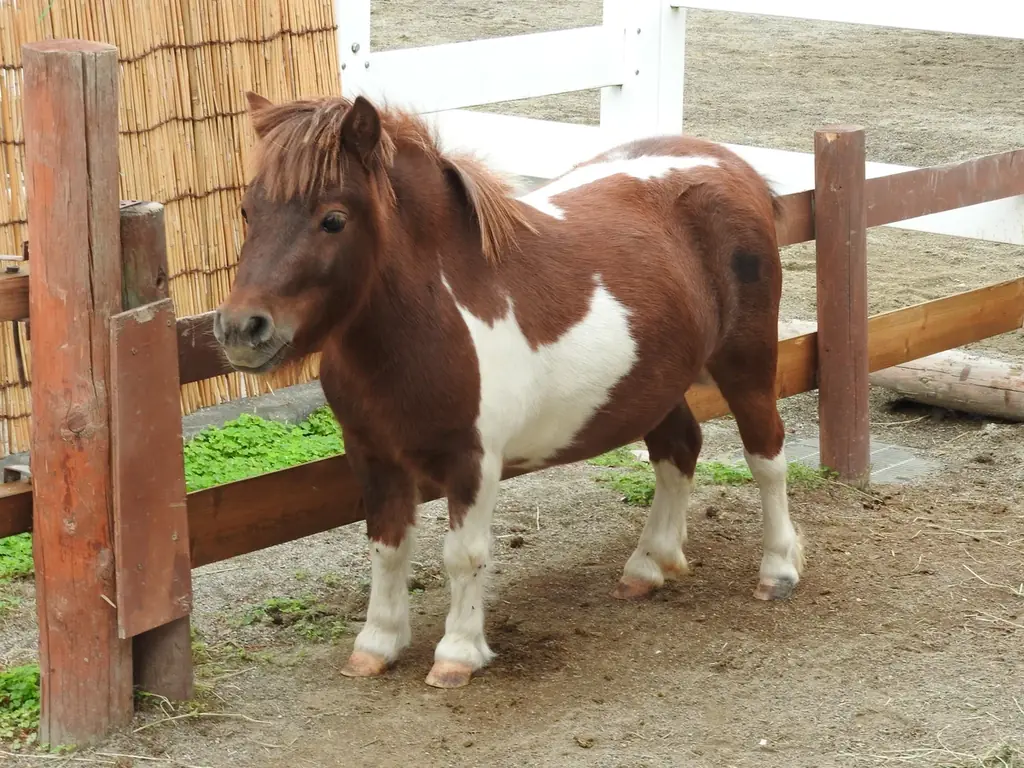 スパリゾートハワイアンズ　東武動物公園と節目の年を迎え記念コラボレーション 画像 2