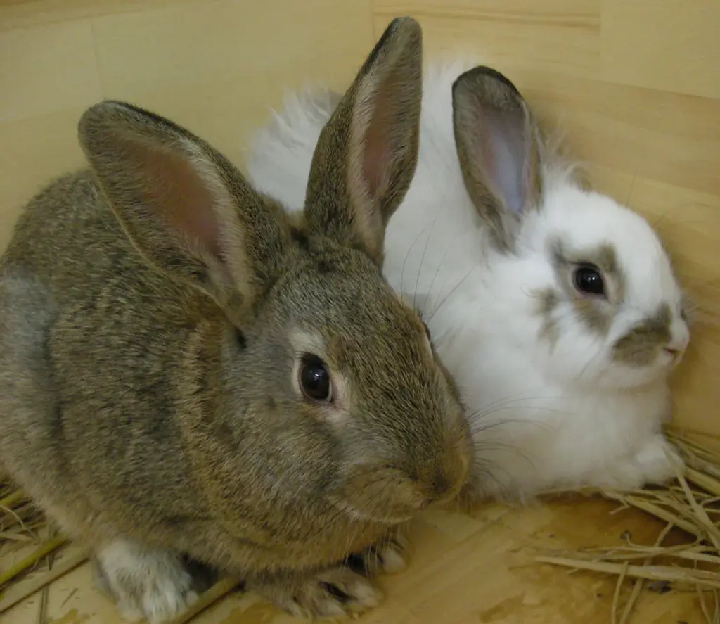 スパリゾートハワイアンズ　東武動物公園と節目の年を迎え記念コラボレーション 画像 3