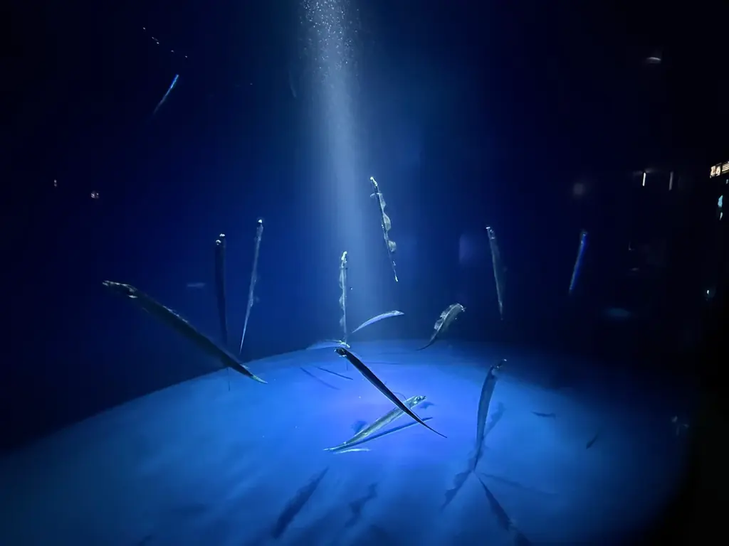 タチウオが立っているように泳ぐ姿にちなんだ、新しい記念日が誕生！！サンシャイン水族館・11月11日を「タチウオの日」に制定 画像 2