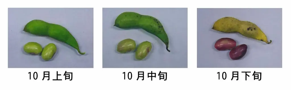 食べられる期間は約3週間！幻の枝豆「丹波篠山黒枝豆」2026年の販売解禁日は10月８日に決定！ 画像 3
