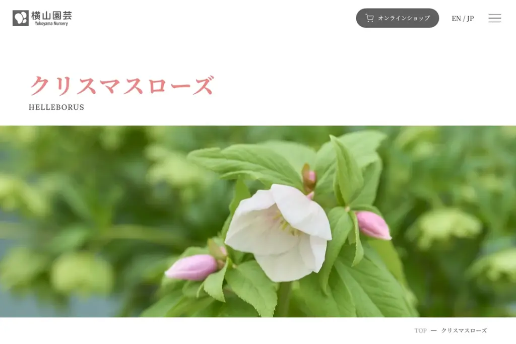 食べたいお花に投票しよう♪ YouTube 46,000、Instagram 18,000フォロワーを誇るカリスマ園芸家・横山直樹が育てたエディブルフラワープレゼント！【横山園芸公式HP開設記念】 画像 6