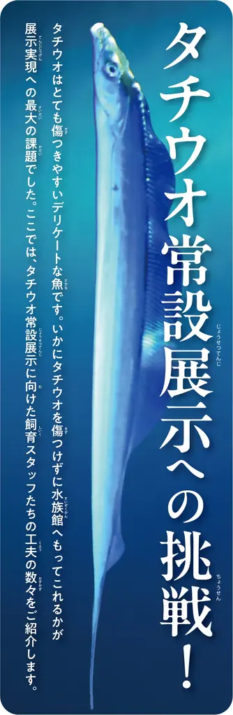 サンシャイン水族館が11月11日を「タチウオの日」に制定！！　『11月11日タチウオの日制定記念イベント』開催！　10月9日（金）～11月15日（日） 画像 2