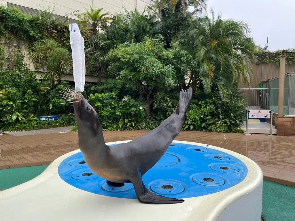 サンシャイン水族館が11月11日を「タチウオの日」に制定！！　『11月11日タチウオの日制定記念イベント』開催！　10月9日（金）～11月15日（日） 画像 7