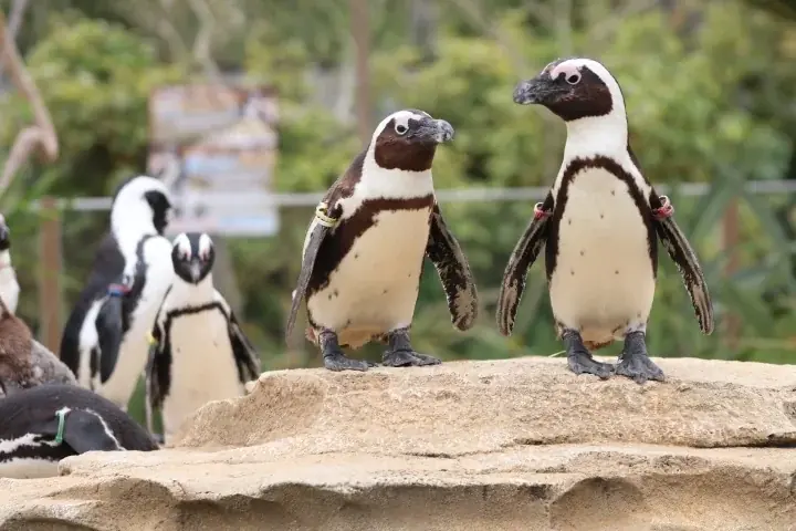 【神戸阪急】ことりが好き！ ペンギンが好き！ 神戸が好き！ 画像 5