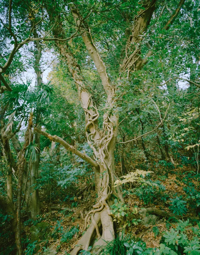 【８９年の時を経て、いま、目を醒ます谷戸】横須賀市の新公園プロジェクト『大矢部みどりの公園 MEZAME VALLEY』の公式ブランドサイト公開！ 画像 4
