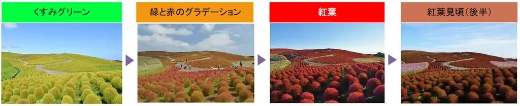 コキア “紅葉始め” となりました（国営ひたち海浜公園） 画像 4