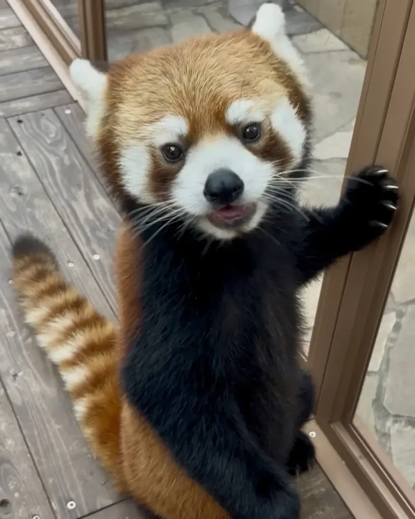 つぐみの移動