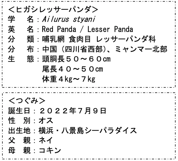 【横浜・八景島シーパラダイス】レッサーパンダ「つぐみ」移動のお知らせ【２０２６年１０月１６日（金）】 画像 2
