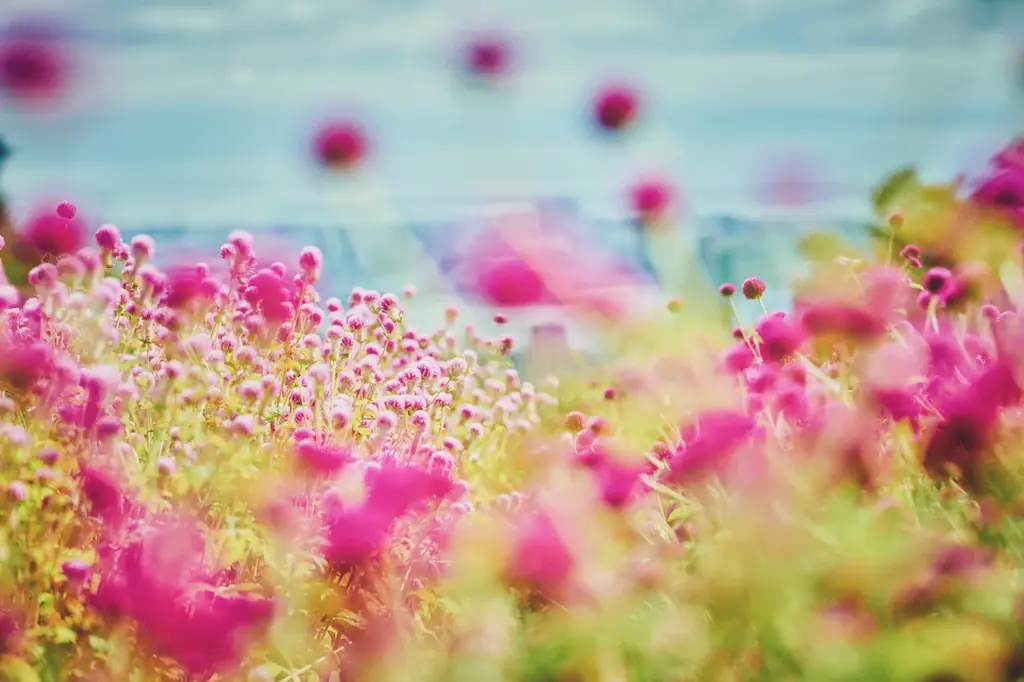 神戸の山上で、手ぶらで「おしゃピク」。秋の花々に囲まれるガーデンピクニックが9月26日から開始。おしゃれアイテムをすべてレンタル。 画像 6