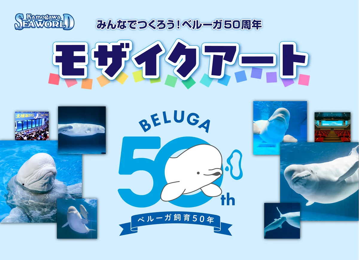 鴨川シーワールド、ベルーガ50周年の写真募集開始　SNS投稿でモザイクアートに