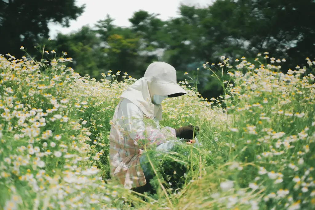 40年以上、カミツレひとすじ。華密恋がブランド史上初めて「香り」を重ねる 画像 2
