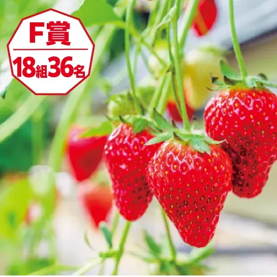 買って、食べて、体験して。ペア宿泊券や千葉県の自慢の産品など豪華プレゼントが当たる「ちばまるしぇキャンペーン2026」が2027年1月4日(月)まで開催中！ 画像 8