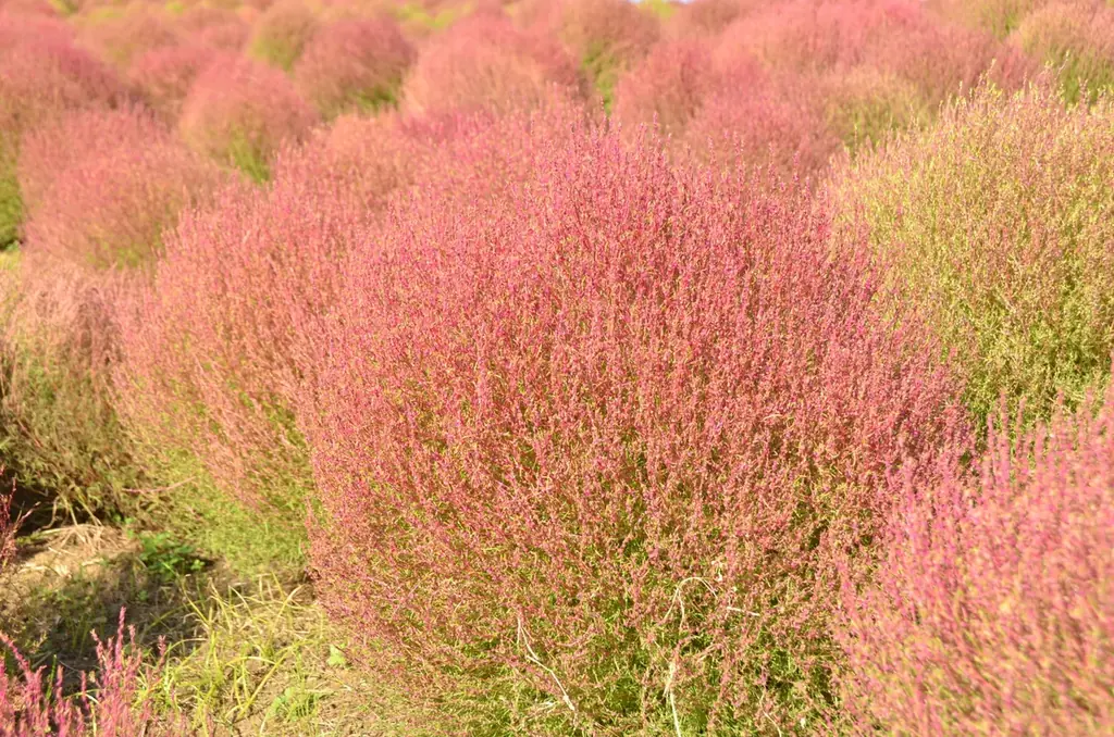 ここだけでしか見られない約4万本のコキア紅葉見頃を迎えます（国営ひたち海浜公園） 画像 7