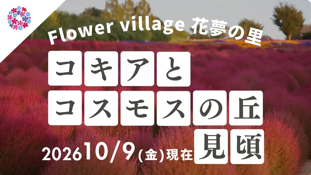 【広島／世羅】秋色のコキア・コスモスが見頃です　コキアとコスモスの丘《Flower village 花夢の里》 画像 1
