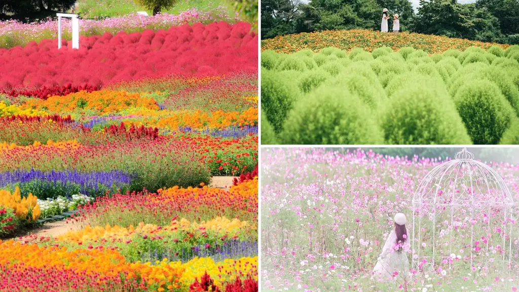 【広島／世羅】秋色のコキア・コスモスが見頃です　コキアとコスモスの丘《Flower village 花夢の里》 画像 10