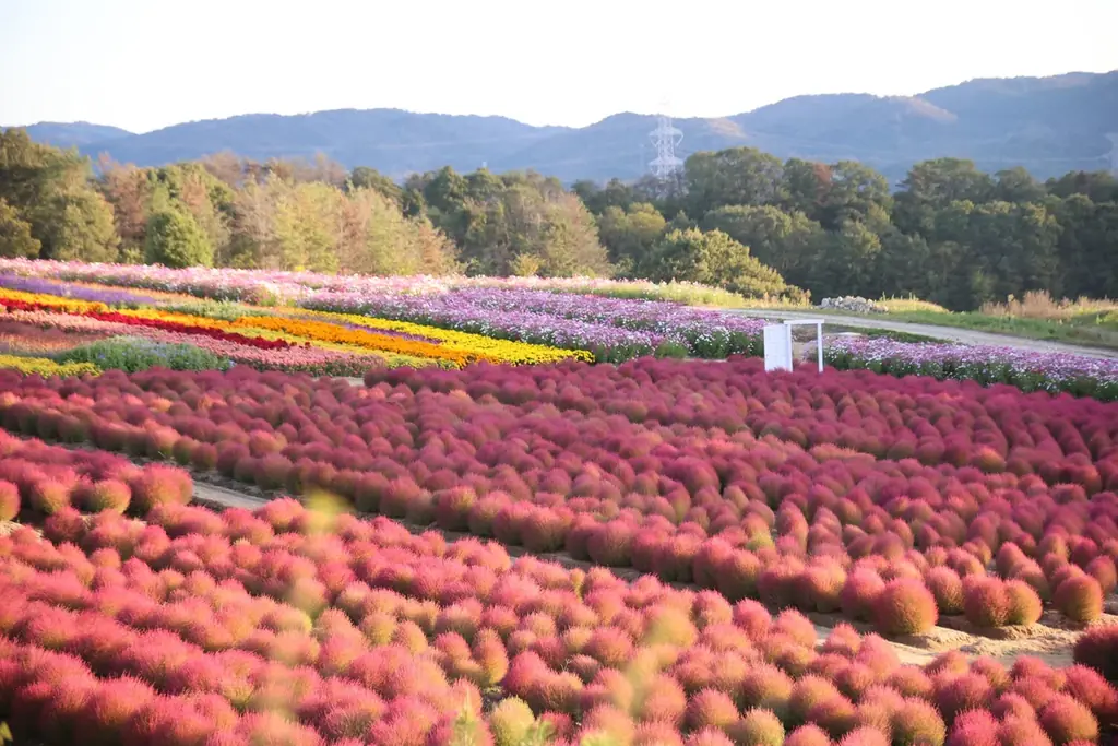 【広島／世羅】秋色のコキア・コスモスが見頃です　コキアとコスモスの丘《Flower village 花夢の里》 画像 2