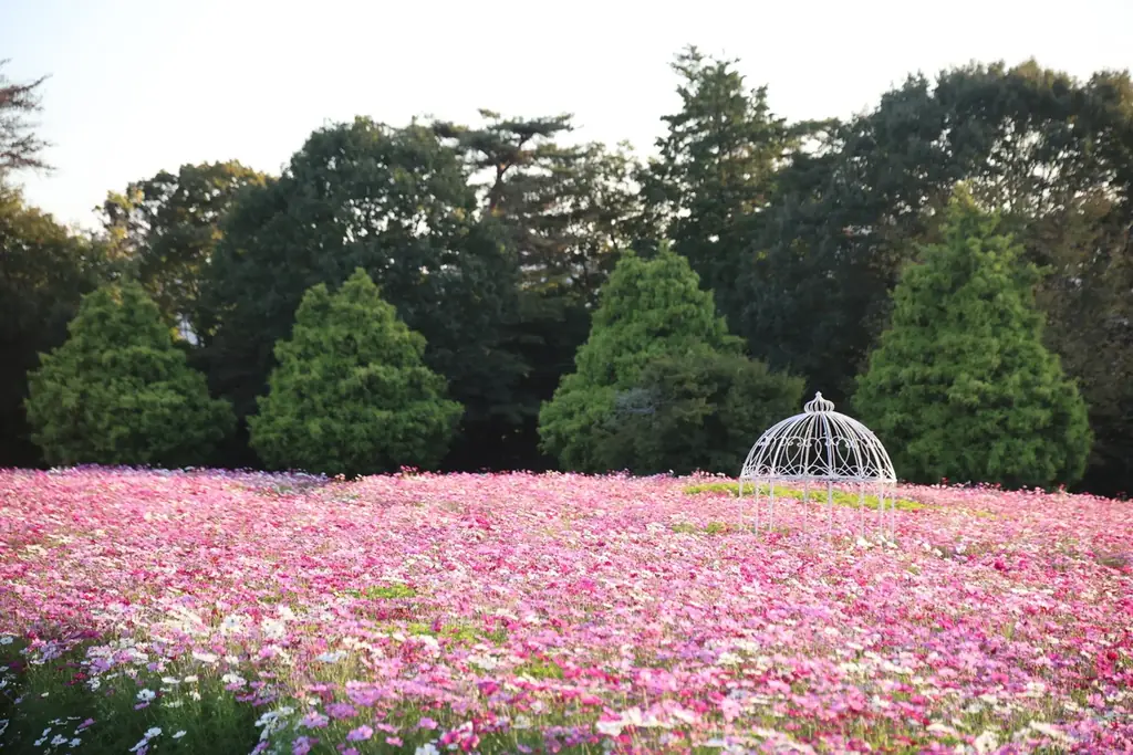 【広島／世羅】秋色のコキア・コスモスが見頃です　コキアとコスモスの丘《Flower village 花夢の里》 画像 3