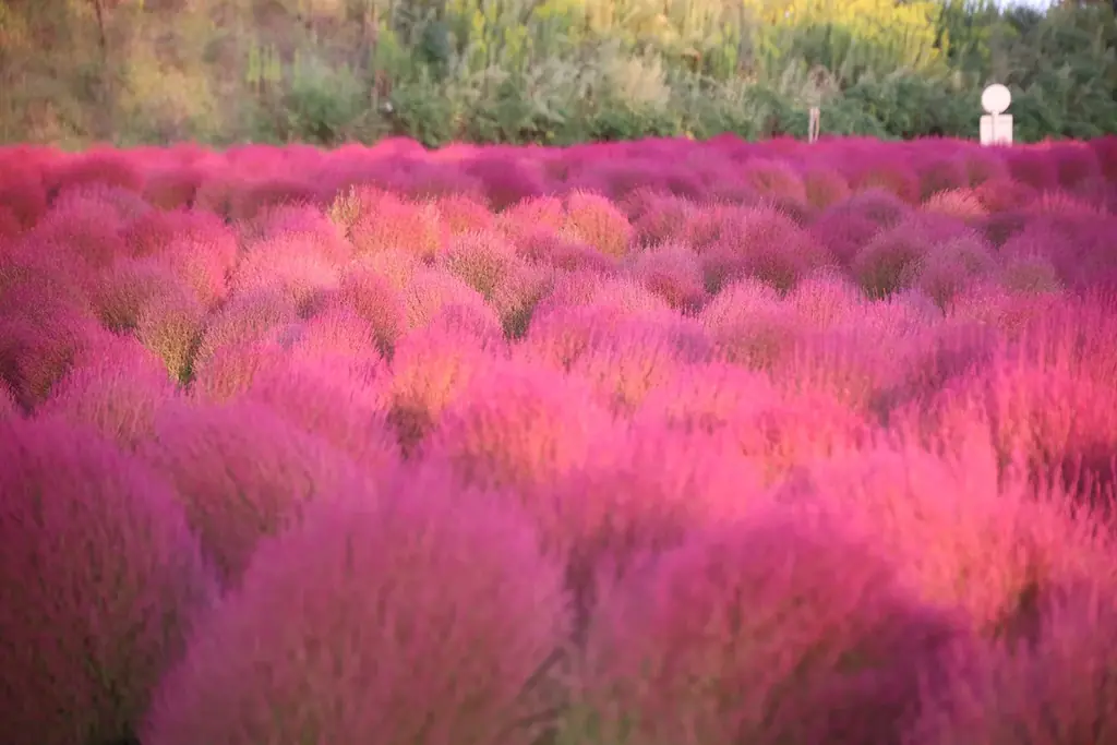 【広島／世羅】秋色のコキア・コスモスが見頃です　コキアとコスモスの丘《Flower village 花夢の里》 画像 4