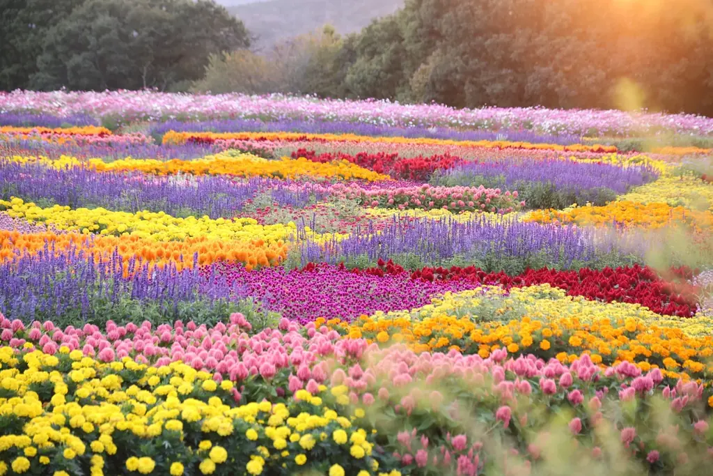 【広島／世羅】秋色のコキア・コスモスが見頃です　コキアとコスモスの丘《Flower village 花夢の里》 画像 5