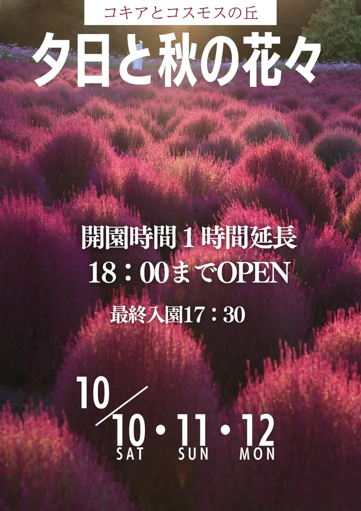 【広島／世羅】秋色のコキア・コスモスが見頃です　コキアとコスモスの丘《Flower village 花夢の里》 画像 6