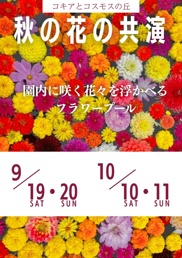 【広島／世羅】秋色のコキア・コスモスが見頃です　コキアとコスモスの丘《Flower village 花夢の里》 画像 7