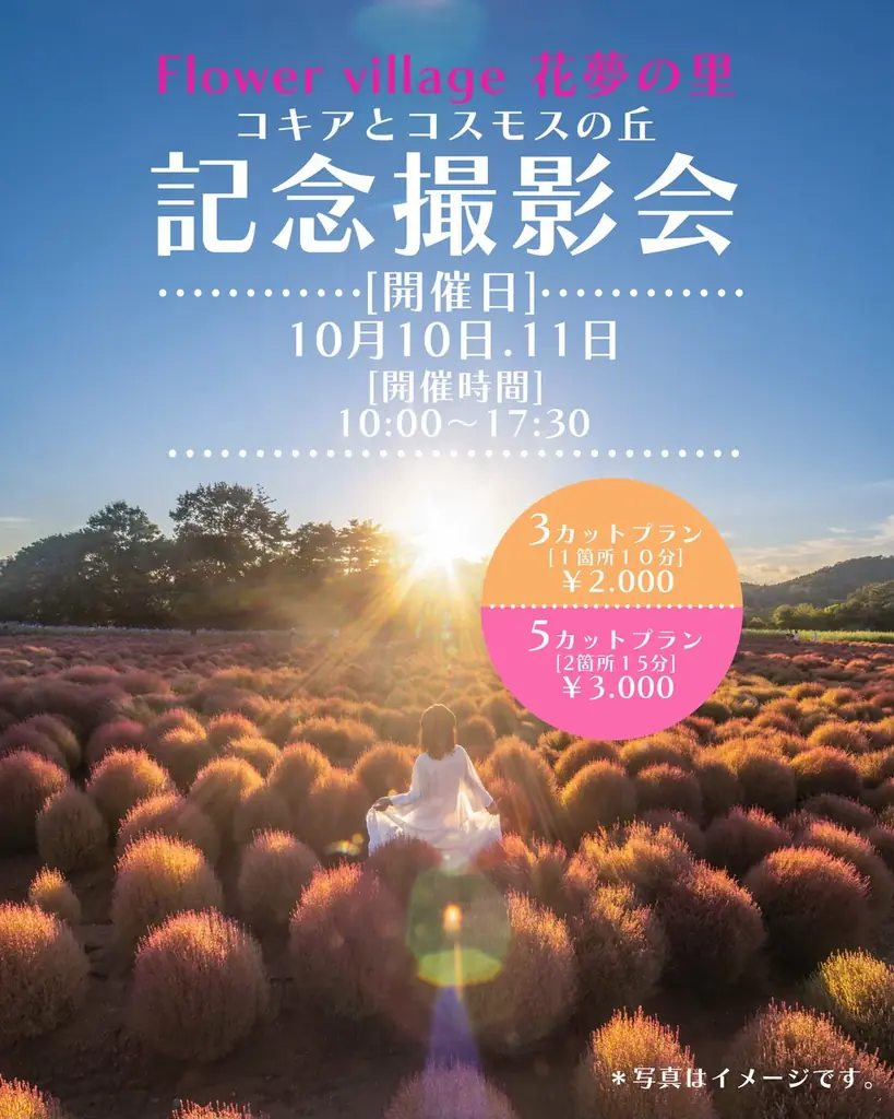 【広島／世羅】秋色のコキア・コスモスが見頃です　コキアとコスモスの丘《Flower village 花夢の里》 画像 8