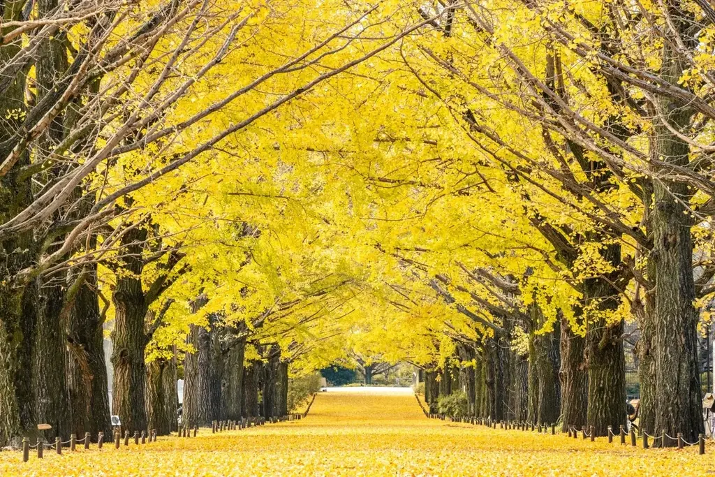 黄葉・紅葉まつり＆秋の夜散歩2026開催｜国営昭和記念公園 画像 3