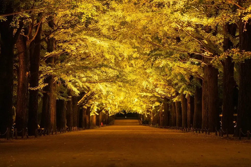 黄葉・紅葉まつり＆秋の夜散歩2026開催｜国営昭和記念公園 画像 6