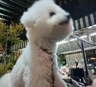 長良のクリスマスは、子どもが主役。“子どもたちは私たちの未来”を合言葉に。「長良ファミリークリスマスマーケット」今年も開催！！ 画像 17