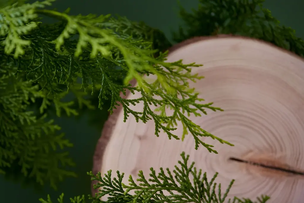 【青山フラワーマーケット】水仕事に悩む花屋が作ったハンドクリームにヒノキの香りが登場。10月23日（金）より発売！ 画像 3