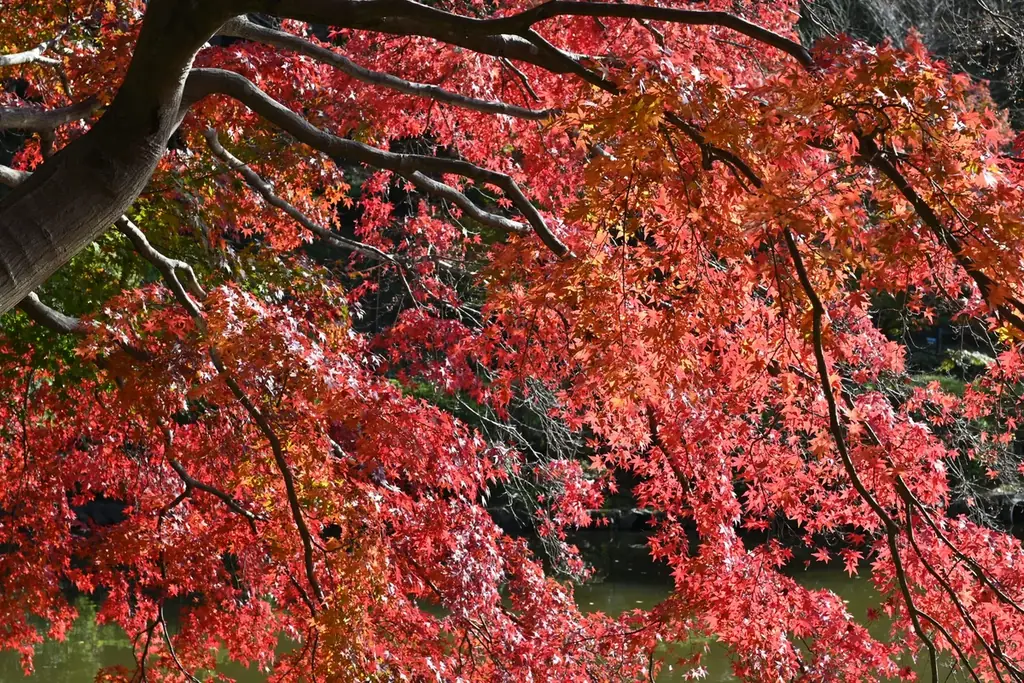 【東京都町田市】紅葉のライトアップと雲海が織りなす幻想風景。光に彩られる秋の薬師池公園へ。 画像 2